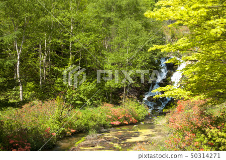 Chabot Migoke Park Fresh green and azalea 50314271