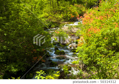 Chabot Migoke Park新鮮的綠色和杜鵑花 Chabot Migoke Park新鮮的綠色和杜鵑花 50314312