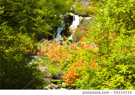 Chabot Migoke Park Fresh green and azalea 50314314