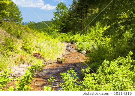 Chabo Mokeke Park Fresh green and blue sky Chabo Mokeke Park Fresh green and blue sky 50314316