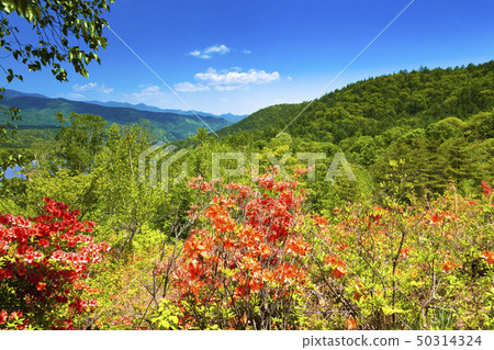 Chabot Migoke Park新鮮的綠色和杜鵑花 50314324