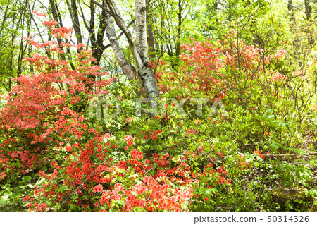 Chabot Migoke Park新鮮的綠色和杜鵑花 50314326