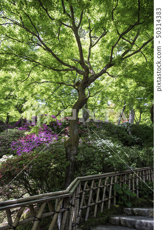 Flowers Flowers 50314383