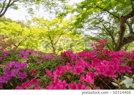 Flowers Flowers 50314408
