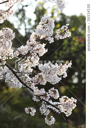 Cherry Blossoms Cherry Blossoms 50314530