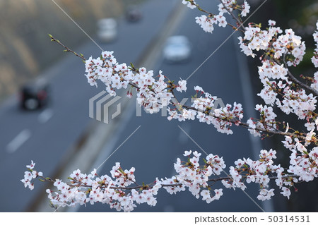 Cherry Blossoms Cherry Blossoms 50314531
