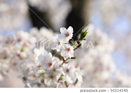 Cherry Blossoms   50314540