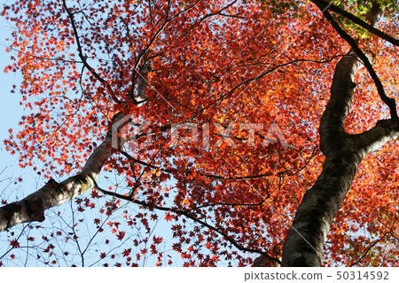 Tottori Shiki's Walk Autumn Chito Suwa Shrine 50314592