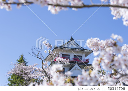 Kiritani Castle Castle Sakura Spring Full bloom 2019 Kiritani Castle Castle Sakura Spring Full bloom 2019 50314706