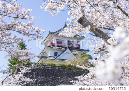 桐谷城堡櫻花春天盛開2019年 桐谷城堡櫻花春天盛開2019年 50314713