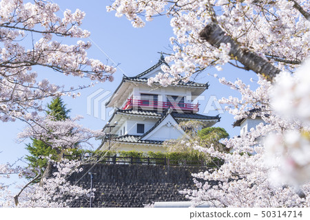 桐谷城堡櫻花春天盛開2019年 桐谷城堡櫻花春天盛開2019年 50314714