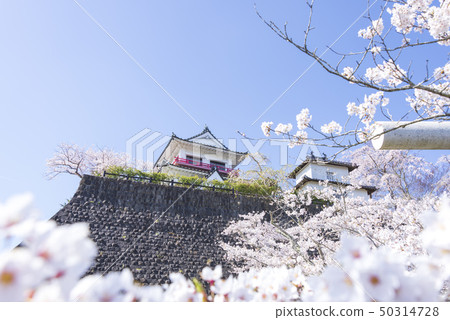 Kiritani Castle Castle Sakura Spring Full bloom 2019 50314728