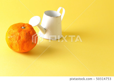 Jouro and Shiwasiwa Tangerine 50314753