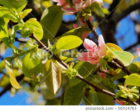 卡琳的花 50314763