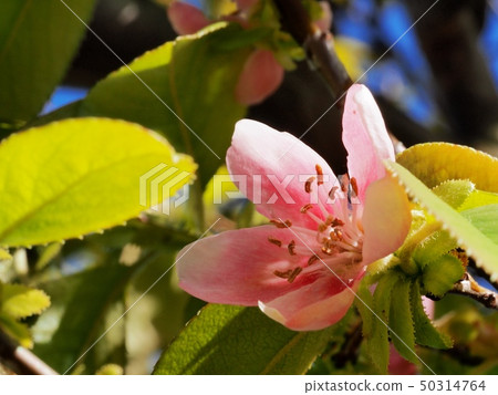 卡琳的花 50314764