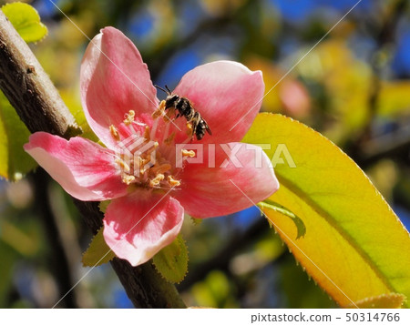 卡琳花和蜜蜂 卡琳花和蜜蜂 50314766