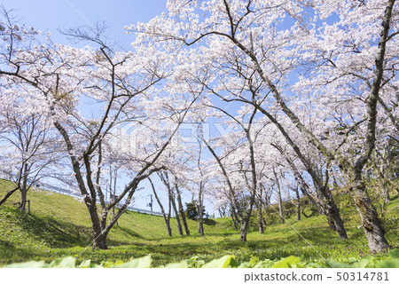 Nishigyu Matsu Park Matsushima Japan Sankei Sakura Spring 50314781