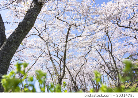 Nishigyu Matsu Park Matsushima Japan Sankei Sakura Spring Nishigyu Matsu Park Matsushima Japan Sankei Sakura Spring 50314783