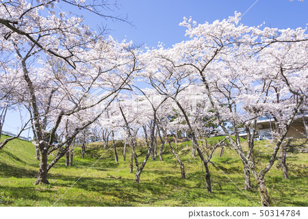Nishigyu Matsu Park Matsushima Japan Sankei Sakura Spring Nishigyu Matsu Park Matsushima Japan Sankei Sakura Spring 50314784