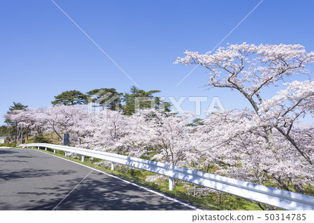 Nishigyu Matsu Park Matsushima Japan Sankei Sakura Spring Nishigyu Matsu Park Matsushima Japan Sankei Sakura Spring 50314785