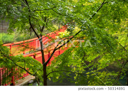 scenery scenery 50314891
