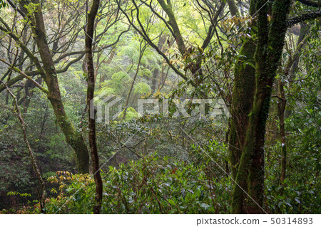 scenery scenery 50314893