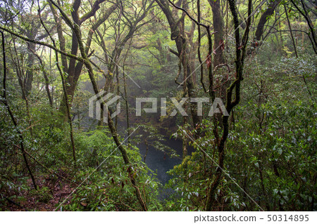 scenery scenery 50314895