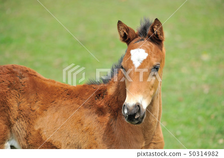 Thoroughbred foals 50314982