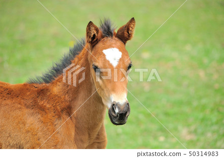 Thoroughbred foals 50314983