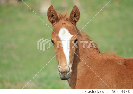 純種馬駒 50314988