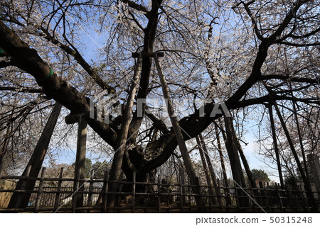 Nishimoto, Kitamoto City, Saitama Prefecture 50315248