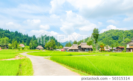 夏天的鄉村景觀（蘆之島環村） 50315314