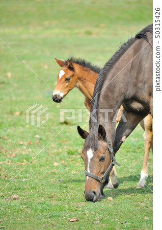 Parent and child horse 50315426