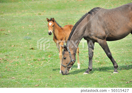 Parent and child horse 50315427