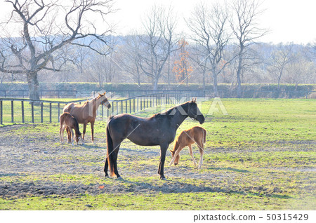 Parent and child horse 50315429