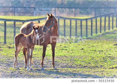 Parent and child horse 50315430