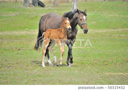 父母和小孩的馬 50315432