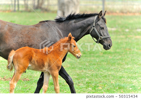 Parent and child horse 50315434