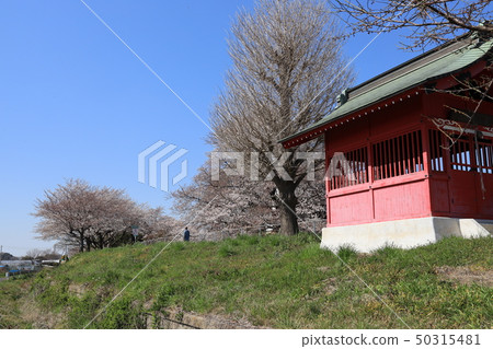 埼玉縣Minuma Ward Kadaya的春天風景 50315481