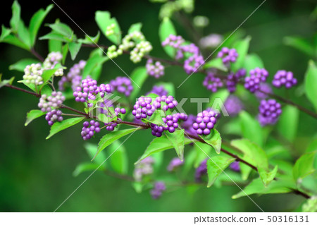 Komurasaki purple fruit 50316131