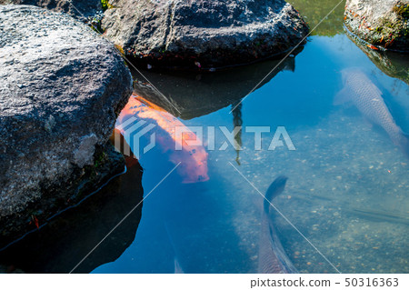 Carp of a pond 50316363