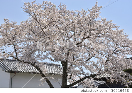 [Shiga Prefecture Higashi-Omi-shi] Townscape of Gokaso Kindo 50316428