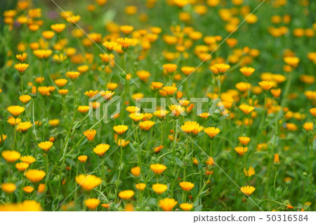 Fuyu Shirazu 1 50316584