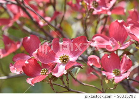 山茱萸(花木) 山茱萸(花木) 50316798
