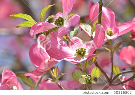 山茱萸(花木) 山茱萸(花木) 50316802
