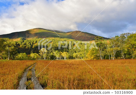 Grass Maple 50316900