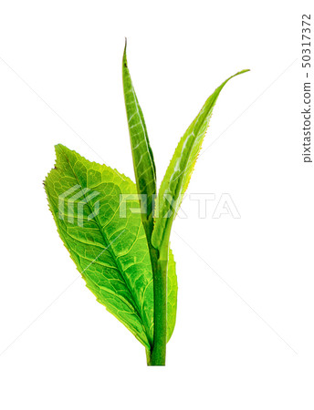 Green tea leaf isolated on white background 50317372