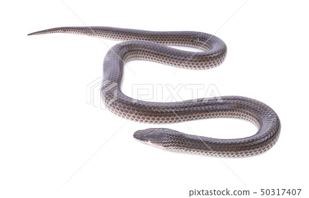 Snake on white background Snake on white background 50317407
