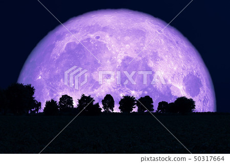 Super Rose Moon back silhouette trees in the field Super Rose Moon back silhouette trees in the field 50317664