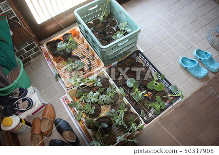 入口蔬菜幼苗 入口蔬菜幼苗 50317908